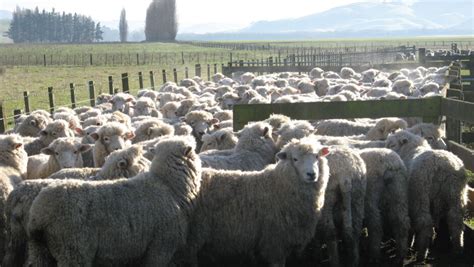 Shearing Ludlow 